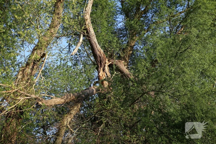 Brandweer trekt takken van boom af