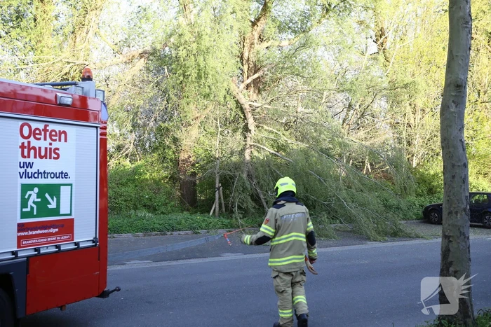 Brandweer trekt takken van boom af