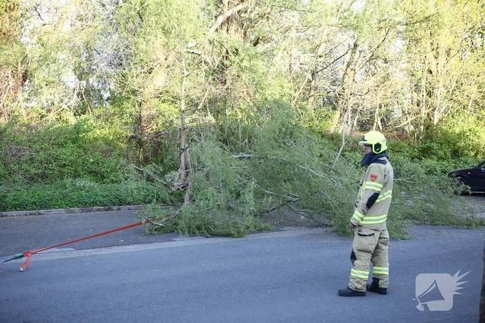 Brandweer trekt takken van boom af