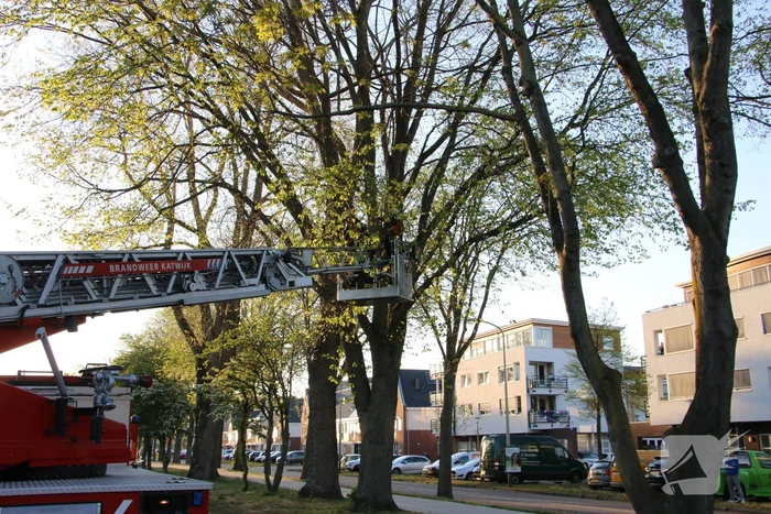 Brandweer verwijderd losse takken uit boom