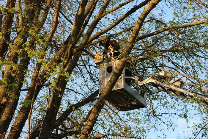 Brandweer verwijderd losse takken uit boom