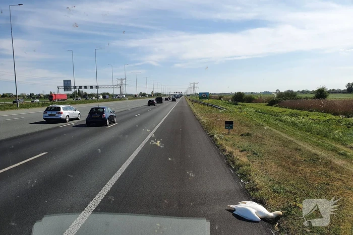 nieuws rijksweg a2 breukelen
