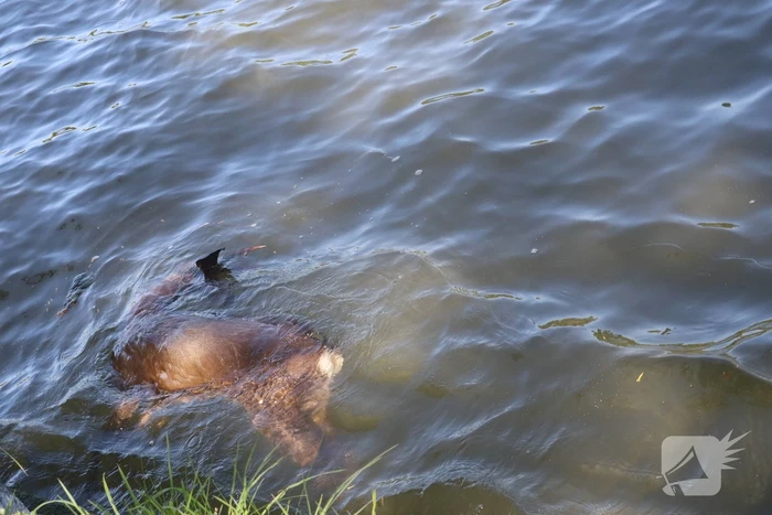 Omstanders treffen dode ree aan in het water