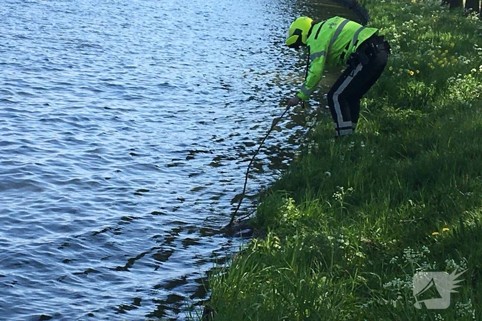 Omstanders treffen dode ree aan in het water