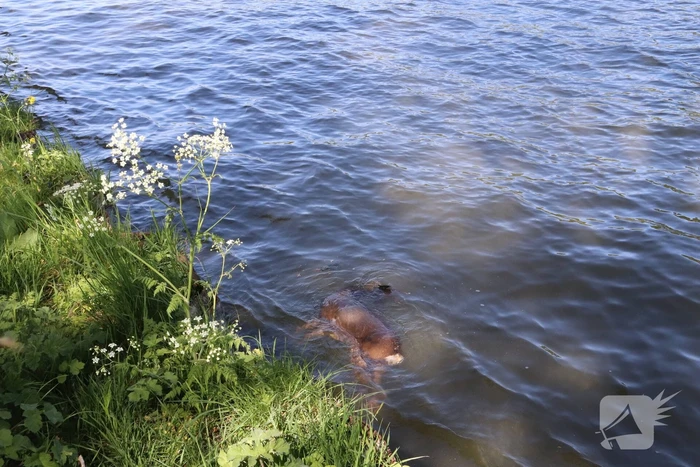 Omstanders treffen dode ree aan in het water