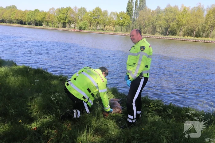 Omstanders treffen dode ree aan in het water