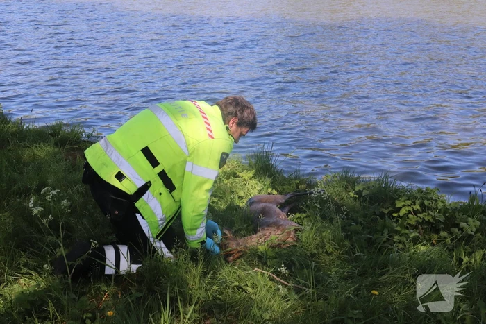 Omstanders treffen dode ree aan in het water
