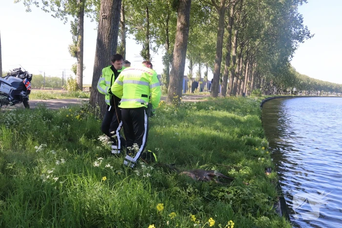 Omstanders treffen dode ree aan in het water