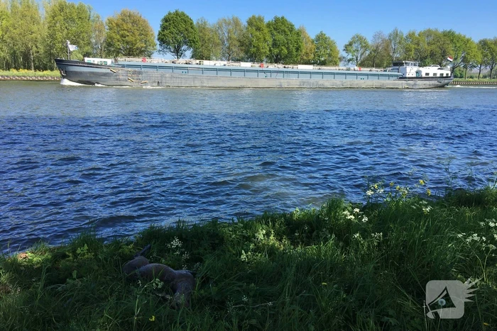 Omstanders treffen dode ree aan in het water