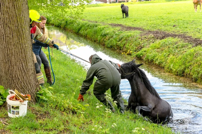 Brandweer haalt paard uit de sloot