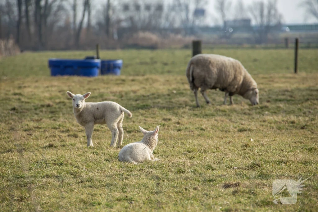 Middenweg Middenbeemster 112 