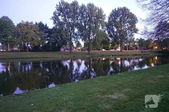 Zwaan met visdraad in de problemen
