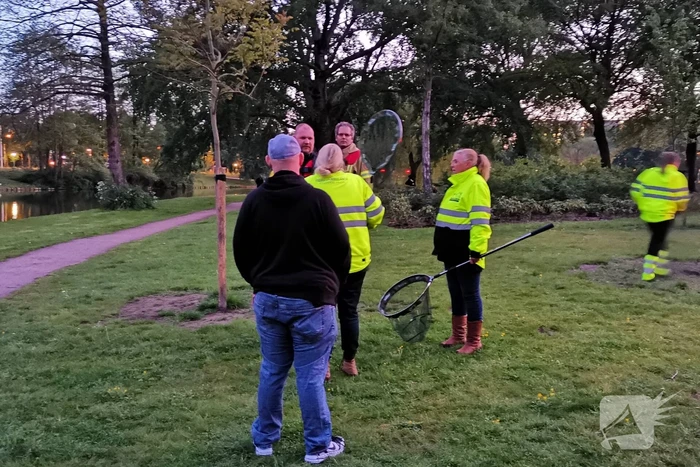 Zwaan met visdraad in de problemen