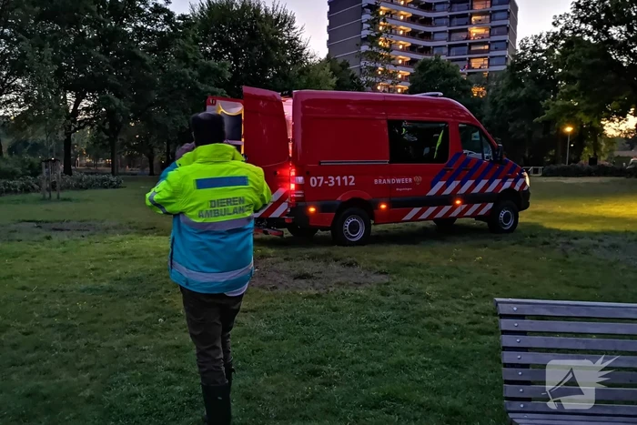 Zwaan met visdraad in de problemen