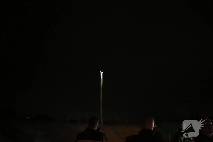 Zanger Alex zorgt voor inzet brandweer voor kat op paal