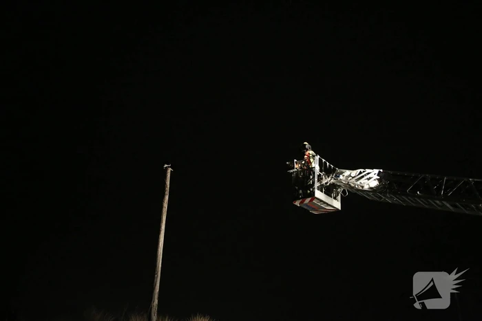 Zanger Alex zorgt voor inzet brandweer voor kat op paal