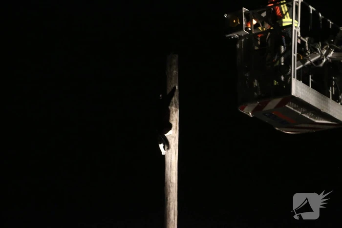 Zanger Alex zorgt voor inzet brandweer voor kat op paal