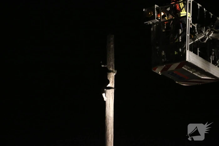 Zanger Alex zorgt voor inzet brandweer voor kat op paal