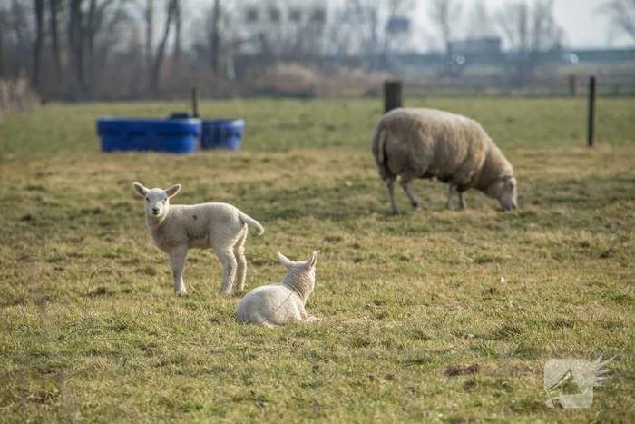 nieuws middenweg middenbeemster