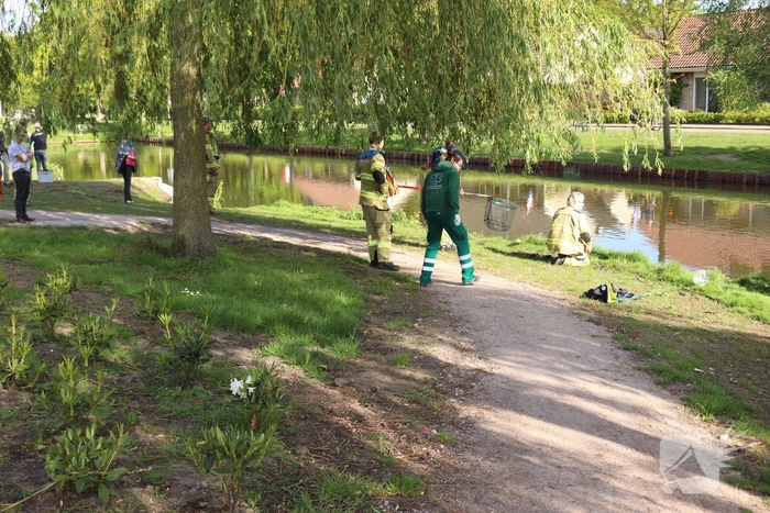 Eend in de problemen