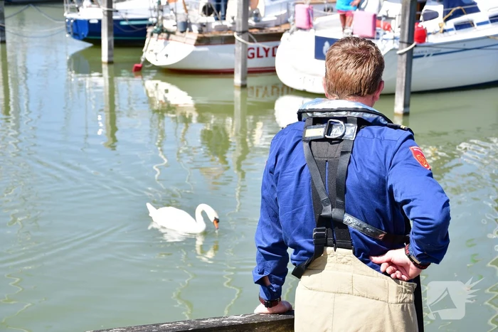 Zwaan raakt vast in visdraad bij Jachthaven Lelystad