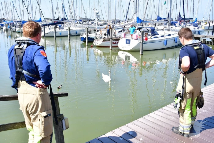 Zwaan raakt vast in visdraad bij Jachthaven Lelystad