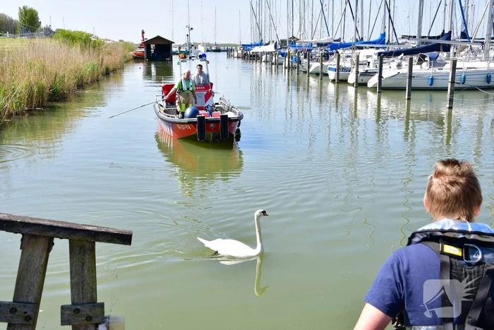 Zwaan raakt vast in visdraad bij Jachthaven Lelystad