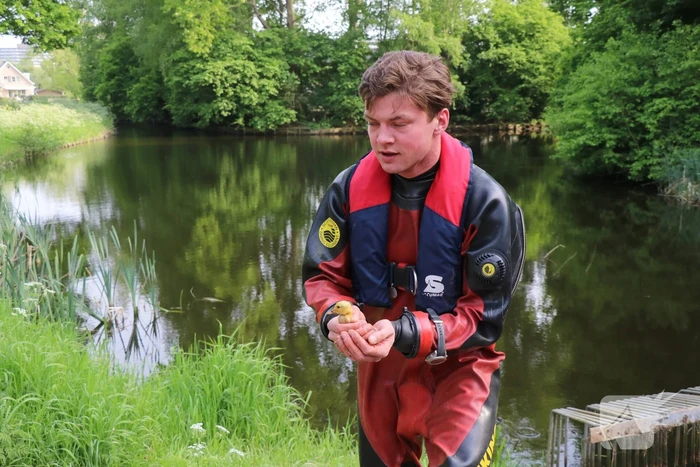 Brandweer redt baby eend uit rioolbuis
