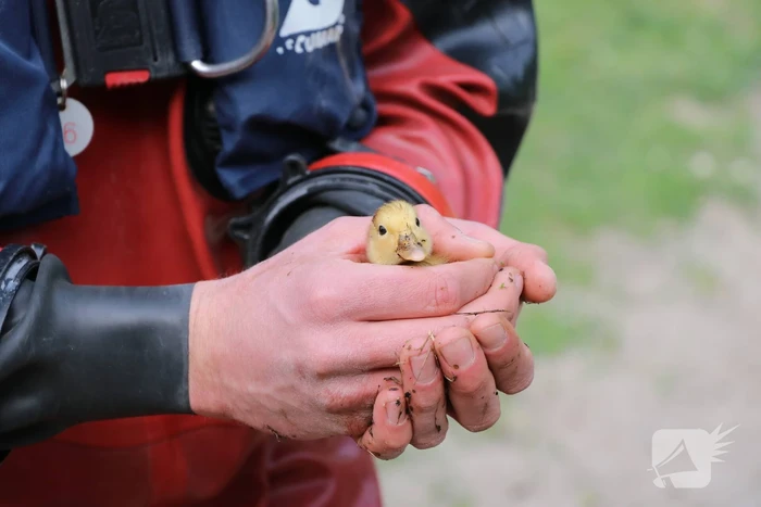 Brandweer redt baby eend uit rioolbuis
