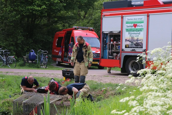 Brandweer redt baby eend uit rioolbuis