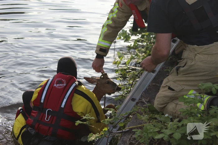 Ree gered uit kanaal