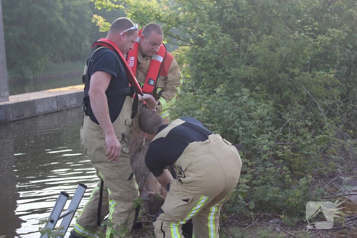 Ree gered uit kanaal