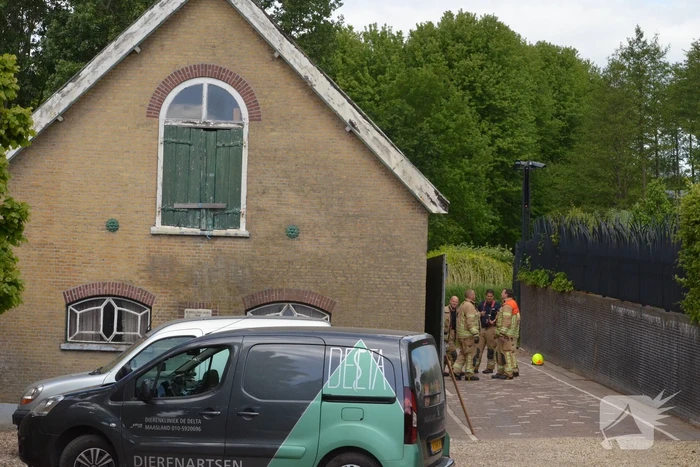 Paard in stal in problemen geraakt