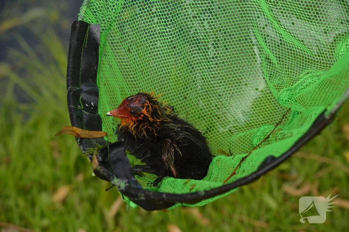 natuur swemcoperlaan berkel en rodenrijs