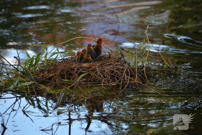 Meerkoetkuiken gered uit kolk