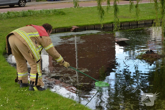 Meerkoetkuiken gered uit kolk