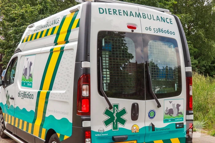 Staart van kat geamputeerd na mogelijke mishandeling