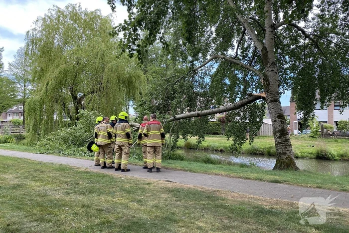 Grote tak breekt van boom