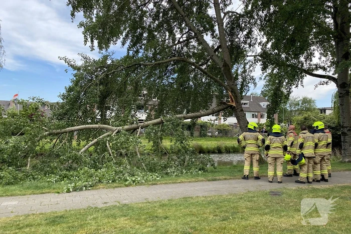 Grote tak breekt van boom