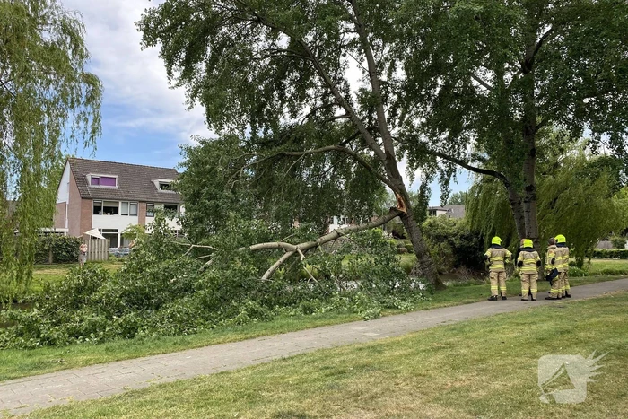 Grote tak breekt van boom
