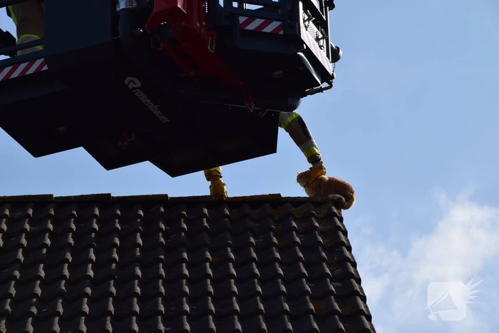Reddingsactie voor kat trekt veel bekijks