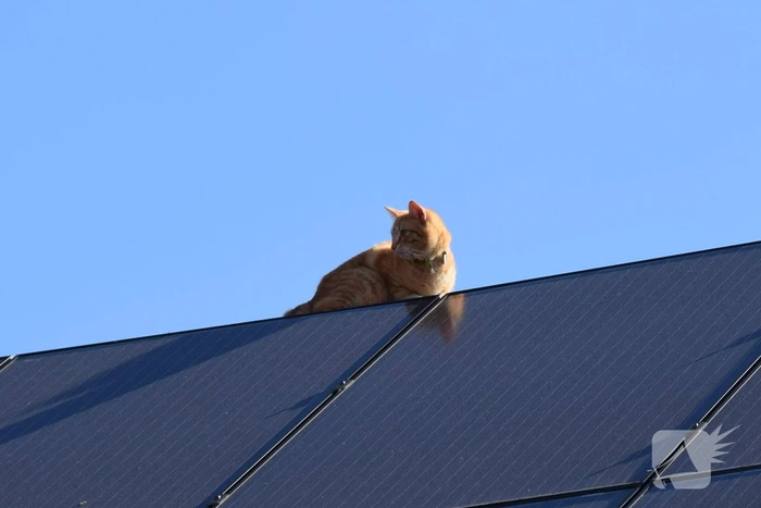 Reddingsactie voor kat trekt veel bekijks