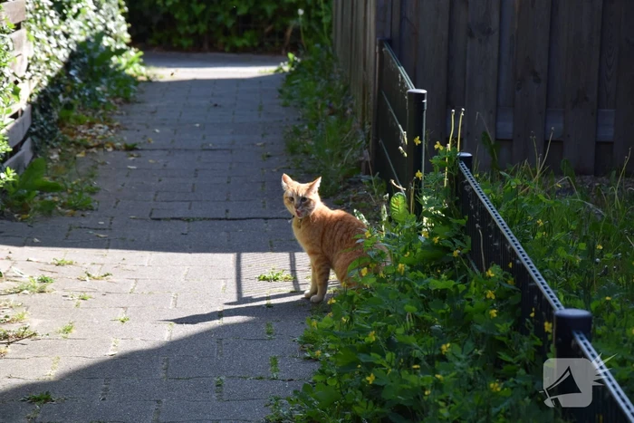 Reddingsactie voor kat trekt veel bekijks