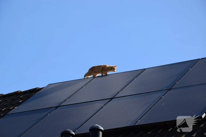 Reddingsactie voor kat trekt veel bekijks