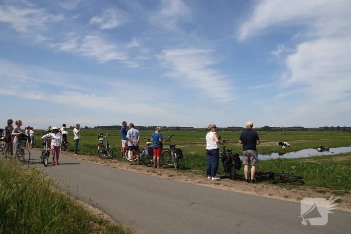 Koe belandt in sloot, en komt er niet meer uit