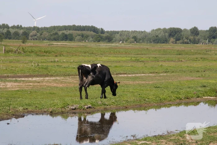 Koe belandt in sloot, en komt er niet meer uit