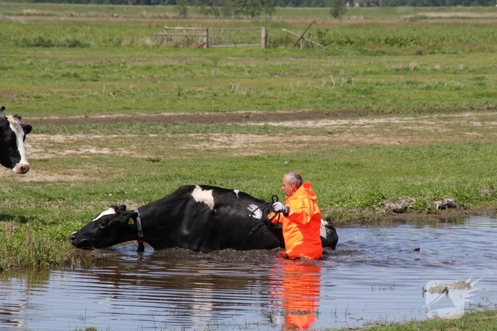 Koe belandt in sloot, en komt er niet meer uit