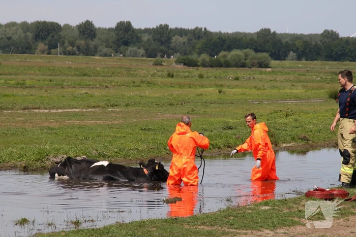Koe belandt in sloot, en komt er niet meer uit