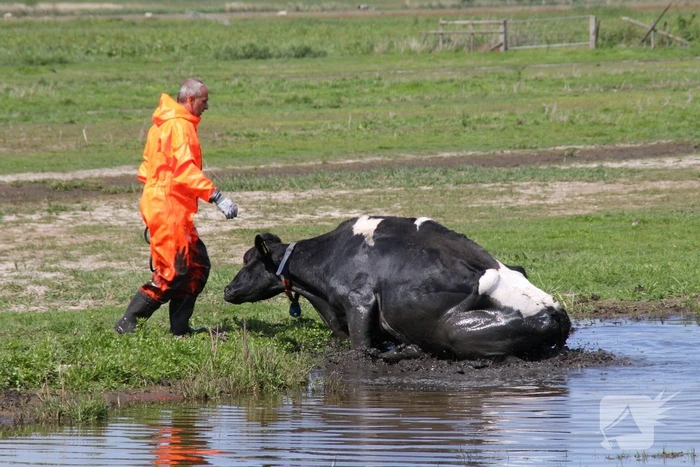 Koe belandt in sloot, en komt er niet meer uit