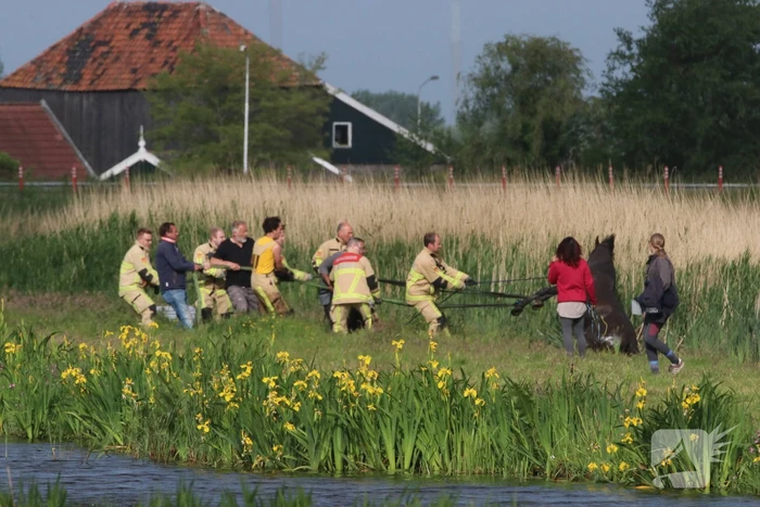 Paard belandt te water